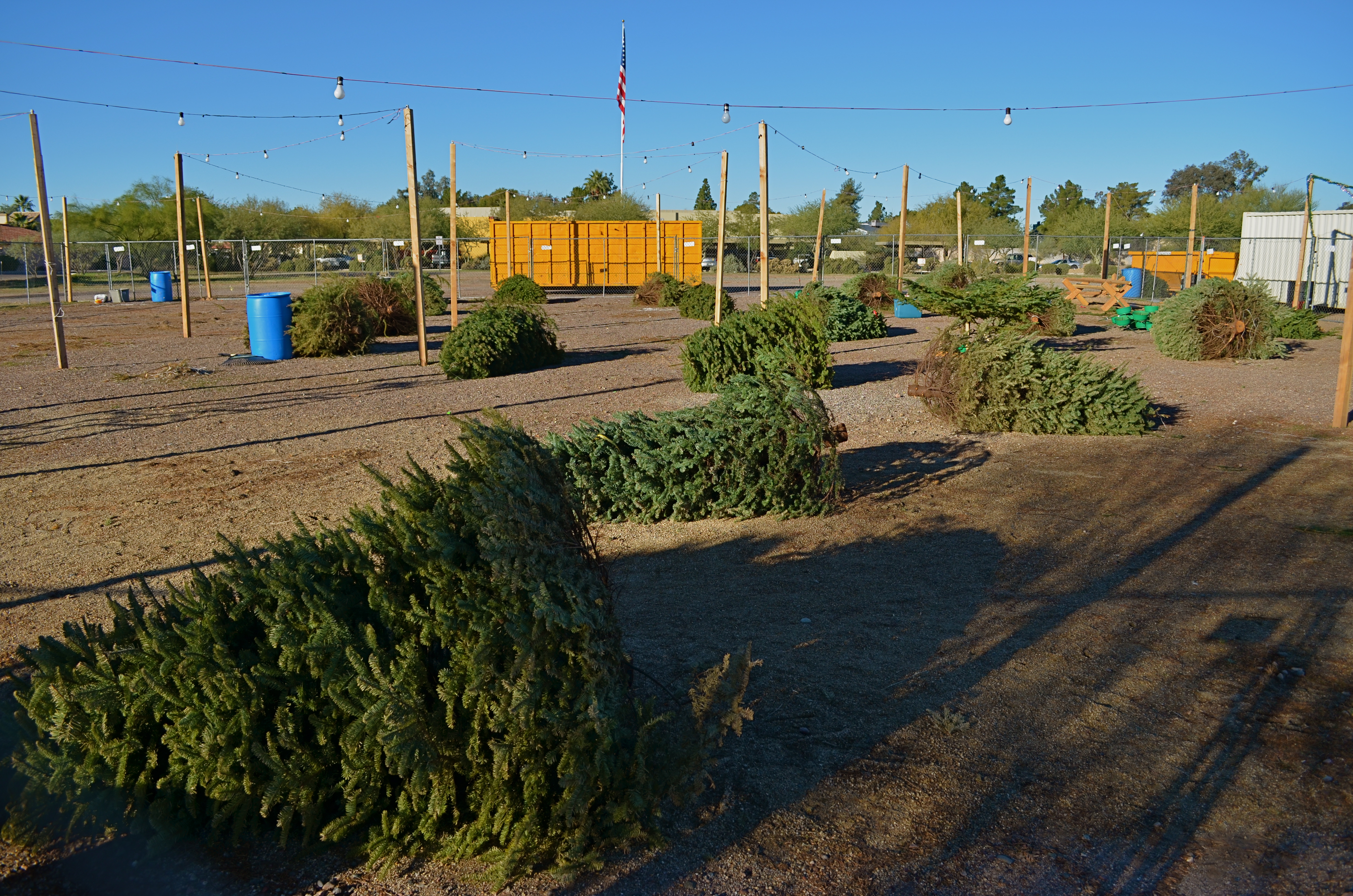 The Leavings: Christmas Tree Lot, Phoenix, AZ, 12/26/13. 1/500 sec., f/5.6, ISO 100, 18mm.